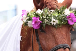 Hevonen seppele päässä